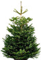 Plant&More Nordmann kerstboom - 240-270 cm - zonder kluit - inclusief garantie en voeding