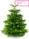 Plant&More Nordmann kerstboom - 240-270 cm - zonder kluit - inclusief garantie en voeding