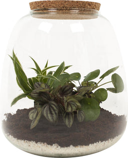 Plant Puzzle ® Discover the World Ecosysteem - Broekhof Adding Value - Groene plant- Hoogte 25 cm