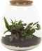 Plant Puzzle ® Discover the World Ecosysteem - Broekhof Adding Value - Groene plant- Hoogte 25 cm