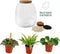 Plant Puzzle ® Discover the World Ecosysteem - Broekhof Adding Value - Groene plant- Hoogte 25 cm