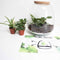 Plant Puzzle ® Discover the World Ecosysteem - Broekhof Adding Value - Groene plant- Hoogte 25 cm