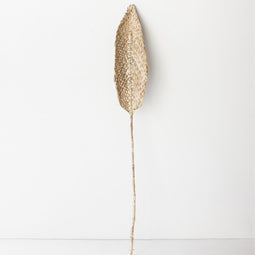 Planta De Praia Natural / Banana leaf