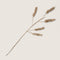 Planta decorative Cereal 5-stem Natural / Banana leaf