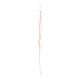 Planta Olive, 13 petals Natural / Palm leaf