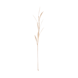 Planta Olive, 8 petals Natural / Palm leaf