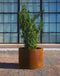 Plantenbak Conica 80x100 cm