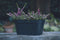Plantenbak - W-smart - 36x16x16 Taupe - 8L - Incl. Rooster