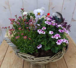 Plantenbakje met roze voorjaarsbloeiers in mandje 30 cm