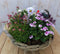 Plantenbakje met roze voorjaarsbloeiers in mandje 30 cm