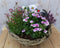 Plantenbakje met roze voorjaarsbloeiers in mandje 30 cm