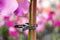 Plantenclip dia. 35mm set a 5 stuks