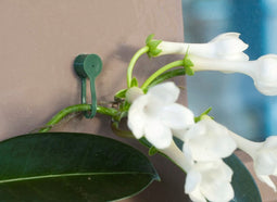 Plantenklemmen groen dia. 15mm set a 15 stuks