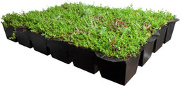Plantenmat vasteplanten cassette Vetkruid Sedum dak prijs per 1m2 c...