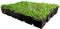 Plantenmat vasteplanten cassette Vetkruid Sedum dak prijs per 1m2 c...
