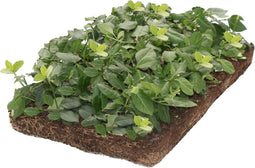 Plantenmat vasteplanten Euonymus Kardinaalsmuts prijs per 1m2 cm Co...