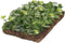Plantenmat vasteplanten Euonymus Kardinaalsmuts prijs per 1m2 cm Co...