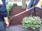 Plantenmat vasteplanten Euonymus Kardinaalsmuts prijs per 1m2 cm Co...