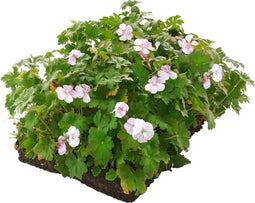Plantenmat vasteplanten Geranium prijs per 1m2 cm Covergreen