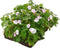 Plantenmat vasteplanten Geranium prijs per 1m2 cm Covergreen