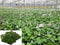Plantenmat vasteplanten Geranium prijs per 1m2 cm Covergreen