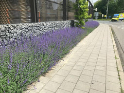 Plantenmat vasteplanten Kattenkruid Nepeta prijs per 1m2 cm Covergreen