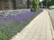 Plantenmat vasteplanten Kattenkruid Nepeta prijs per 1m2 cm Covergreen