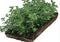 Plantenmat vasteplanten Kattenkruid Nepeta prijs per 1m2 cm Covergreen
