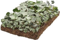 Plantenmat vasteplanten Klimop hedera prijs per 1m2 cm Covergreen