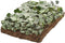 Plantenmat vasteplanten Klimop hedera prijs per 1m2 cm Covergreen