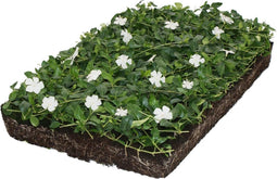 Plantenmat vasteplanten maagdenpalm Vinca Alba prijs per 1m2 cm Cov...