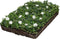 Plantenmat vasteplanten maagdenpalm Vinca Alba prijs per 1m2 cm Cov...