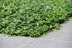Plantenmat vasteplanten maagdenpalm Vinca minor prijs per 1m2 cm Co...