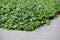 Plantenmat vasteplanten maagdenpalm Vinca minor prijs per 1m2 cm Co...