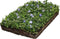 Plantenmat vasteplanten maagdenpalm Vinca minor prijs per 1m2 cm Co...
