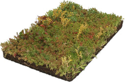 Plantenmat vasteplanten Vetkruid Sedum prijs per 1m2 cm Covergreen