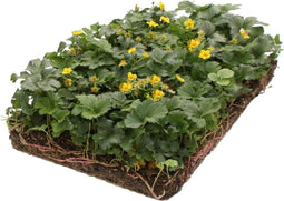 Plantenmat vasteplanten Waldsteinia Goudaardbei prijs per 1m2 cm Co...