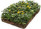 Plantenmat vasteplanten Waldsteinia Goudaardbei prijs per 1m2 cm Co...