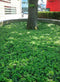 Plantenmat vasteplanten Waldsteinia Goudaardbei prijs per 1m2 cm Co...