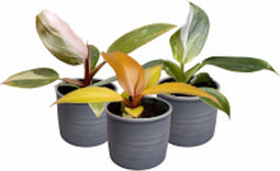 Plantenset Trio Philodendron (in Laos keramiek)