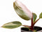Plantenset Trio Philodendron (in Laos keramiek)