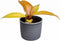 Plantenset Trio Philodendron (in Laos keramiek)
