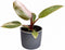 Plantenset Trio Philodendron (in Laos keramiek)