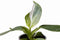 Plantenset Trio Philodendron (in Laos keramiek)