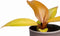 Plantenset Trio Philodendron (in Laos keramiek)