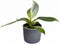 Plantenset Trio Philodendron (in Laos keramiek)