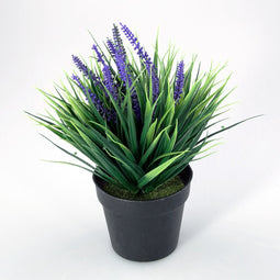 Plantje in kunststof pot Aimee lavendel