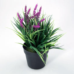 Plantje in kunststof pot Aimee paars