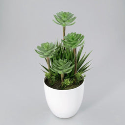 Plantje in kunststof pot Nova groen