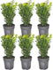Plants by Frank - 1 meter buxushaag | 6 winterharde Buxus Sempervirens planten voor een groenblijvende haag| Vers van de kwekerij